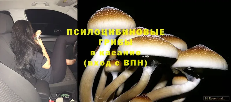 продажа наркотиков  OMG как войти  Галлюциногенные грибы Psilocybine cubensis  Вуктыл 